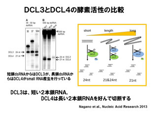 図4 DCL3とDCL4の酵素活性の比
